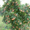 Gala Apple #5 - Image 3